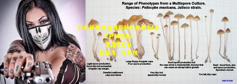 Галлюциногенные грибы Psilocybe Вельск